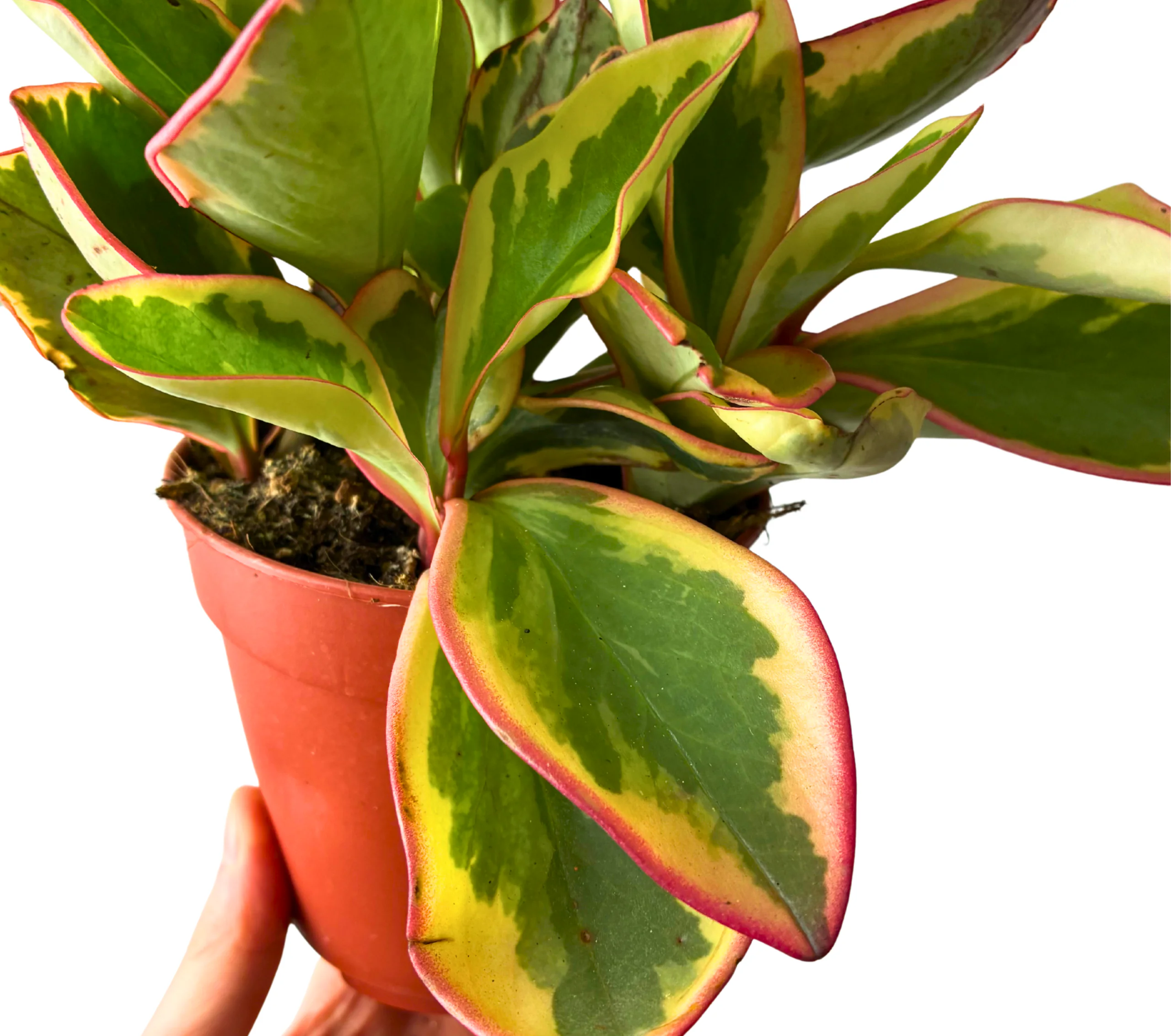 Zierpfeffer Peperomia Jelly – katzenfreundliches Grün mit Charakter – Bild 3