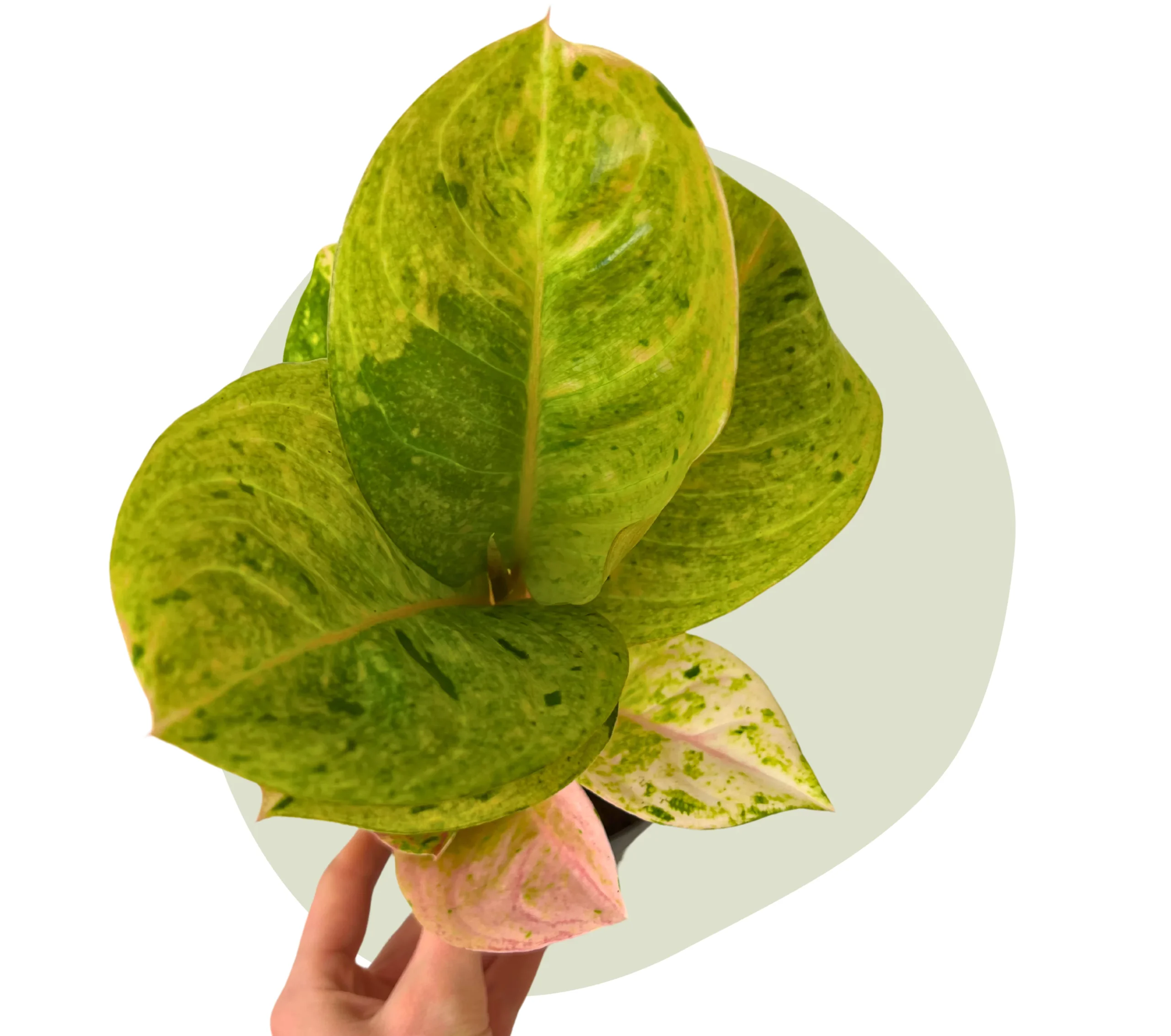 Aglaonema Apple Fantasy – Bild 2