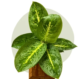 Aglaonema Lemon Mint – leuchtend grün