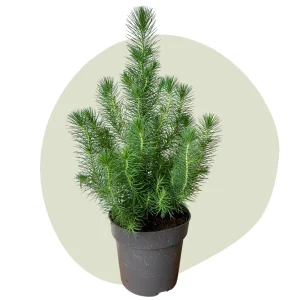 Pinus Pinea Silver Crest: Der ideale alternative Weihnachtsbaum