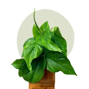 Efeutute Marble Queen – marmorierte Kletterpflanze