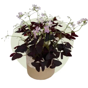 Glücksklee Oxalis