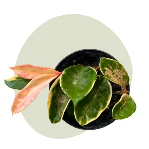 Hoya albomarginata – Eleganz in Grün und Weiß