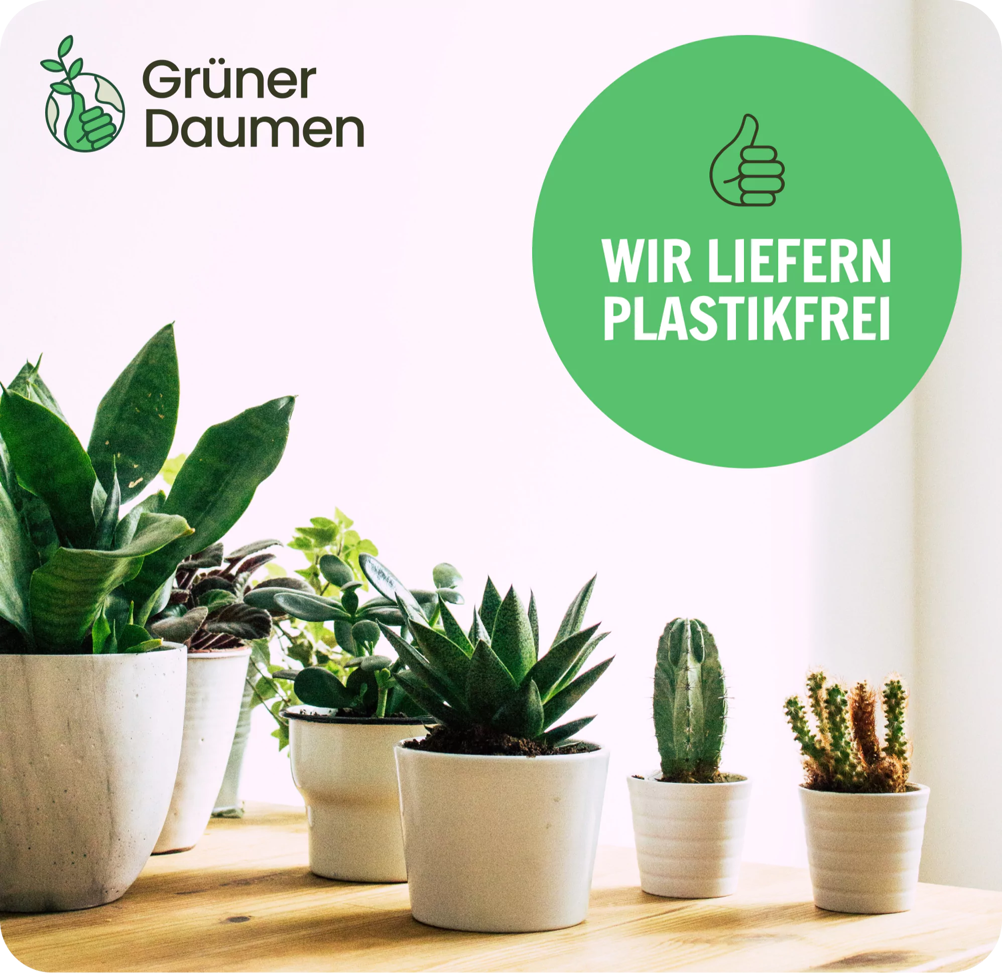Bienenfreundliche Stauden winterhart – Dein perfektes Stauden Set für die Sonne – Bild 8