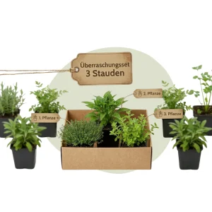 Stauden günstig online kaufen – Überraschungs-Set