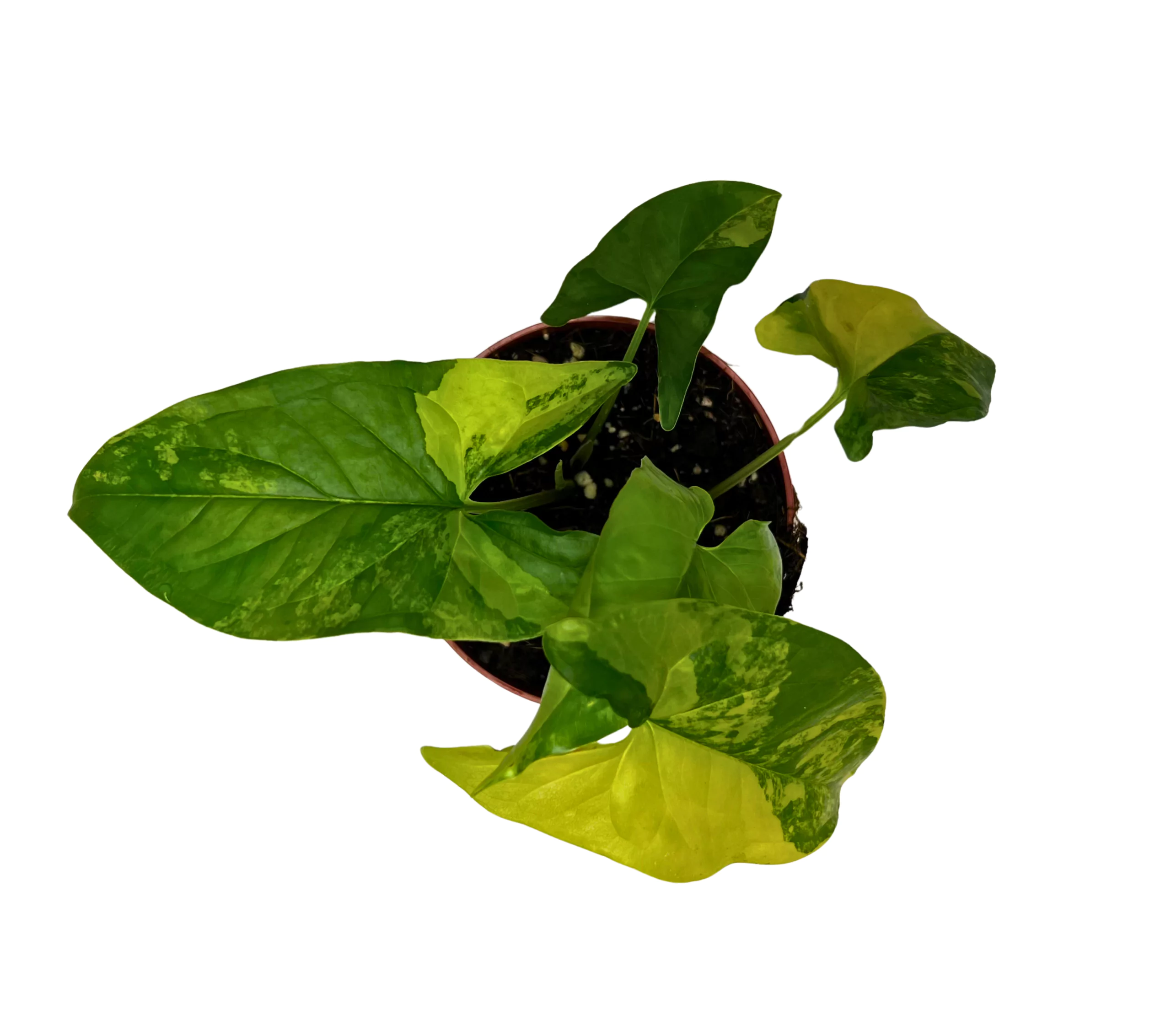 Syngonium Aurea – goldgrüne Queen – Bild 3